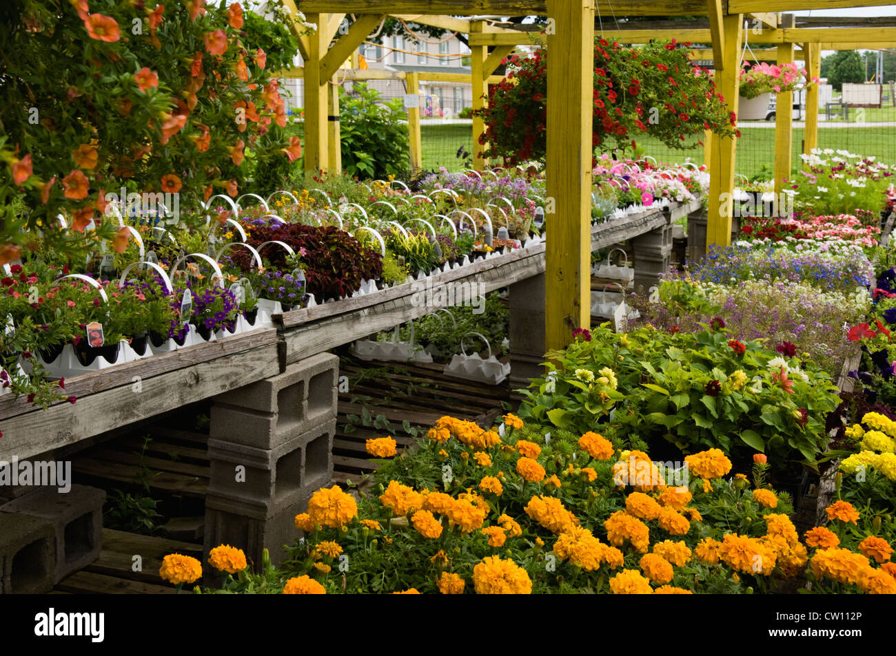 Pflanzen und Blumen zum Verkauf an Blumengeschäft in Buckner, Kentucky Stockfoto