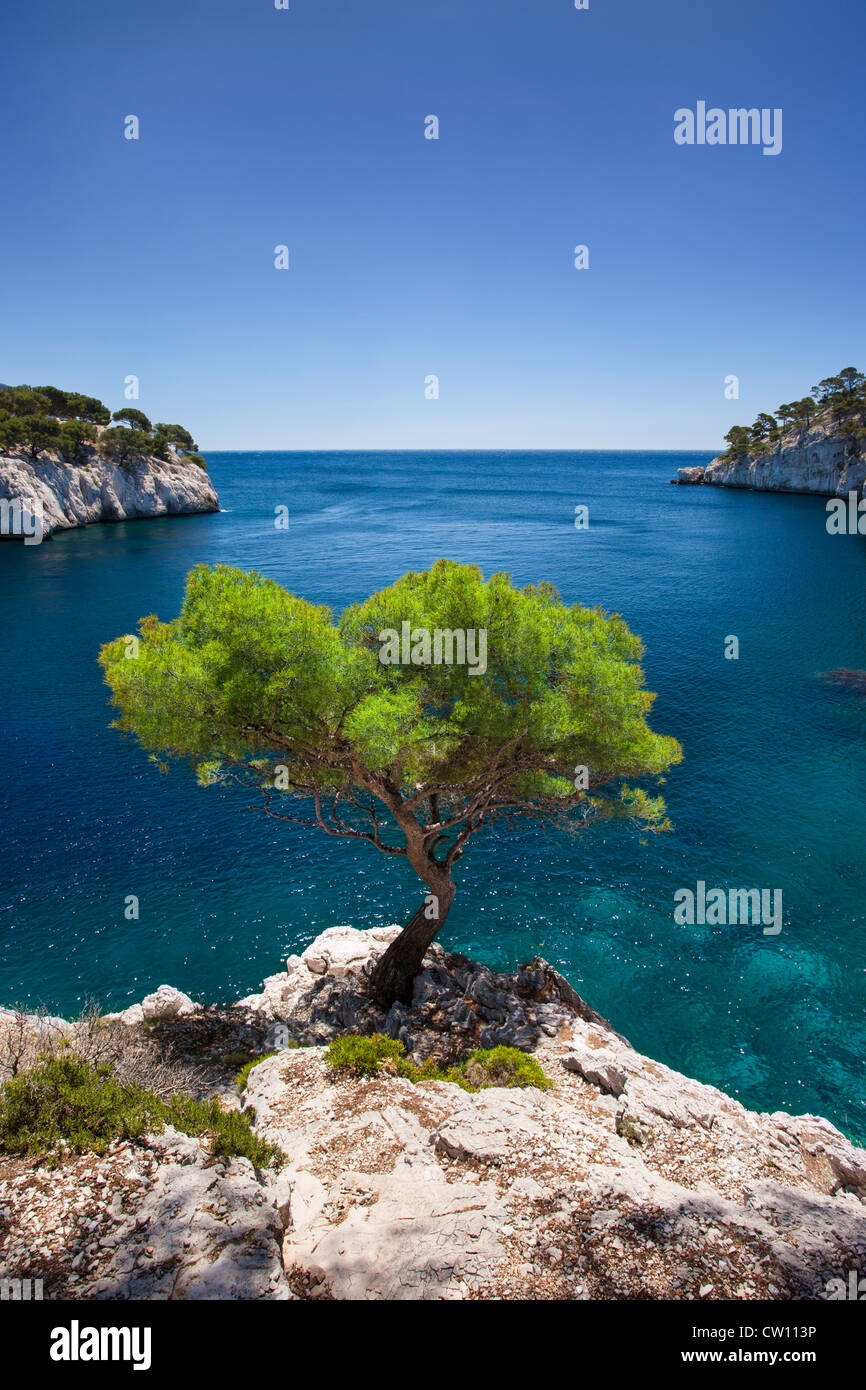 Einsame Kiefer wächst aus Fels in den Calanques bei Cassis, Provence Frankreich Stockfoto