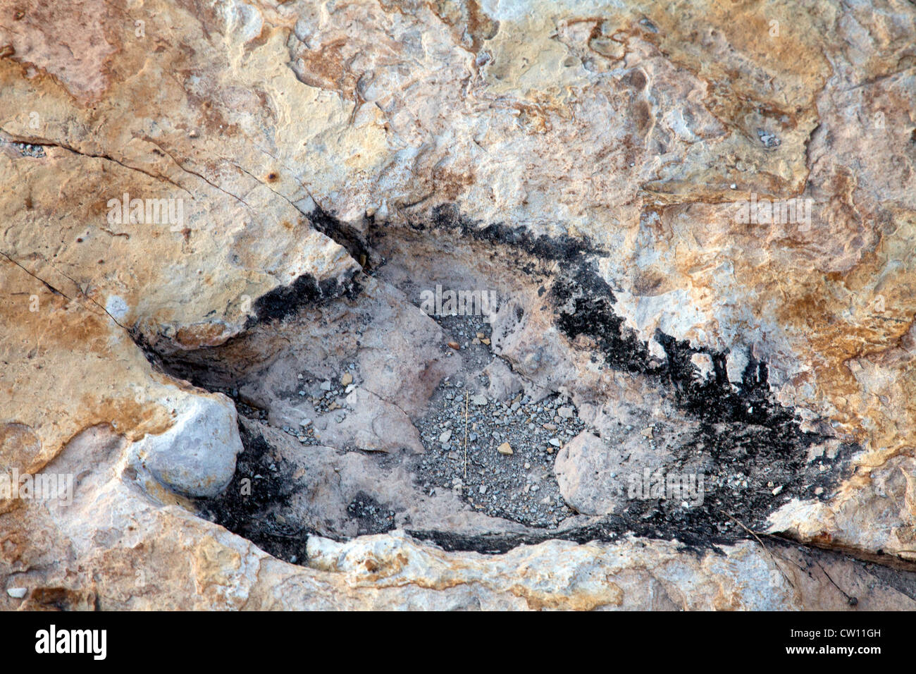 In der Nähe von Clayton, New-Mexico: Nahaufnahme eines versteinerten Dinosaurier Tracks, geformt wie ein Drachen und ein Amphibium zugeschrieben. Stockfoto