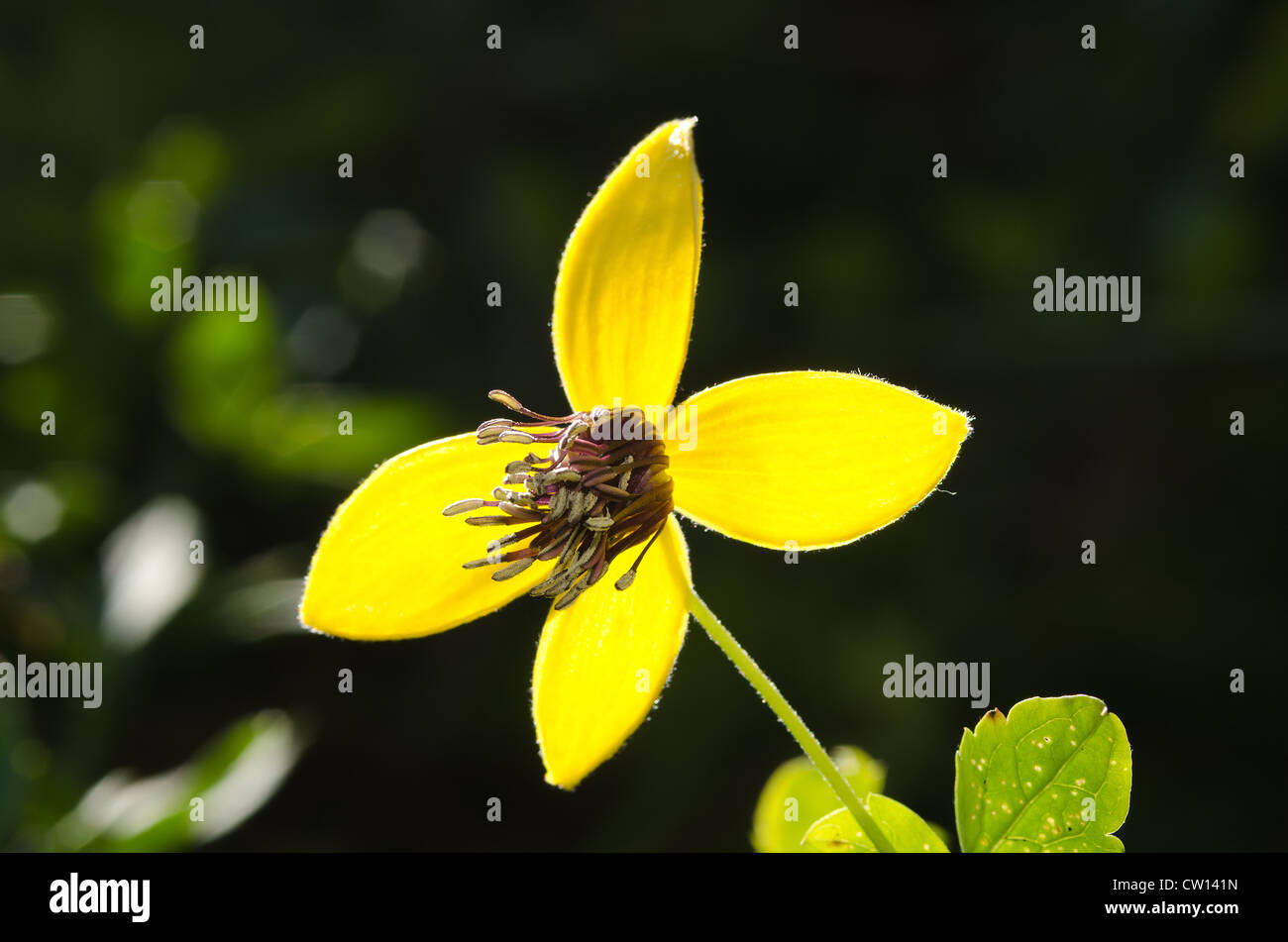 Attraktive Clematis Kletterer leuchtendes goldgelb mit langen Staubbeuteln Staubfäden und Blütenblätter gegen Laub Stockfoto