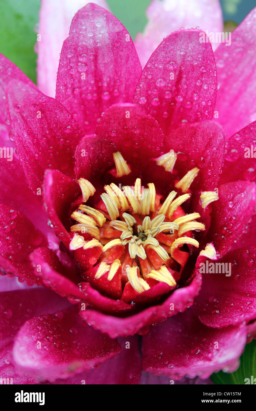 Makro-Detail von rosa Seerose Stockfoto