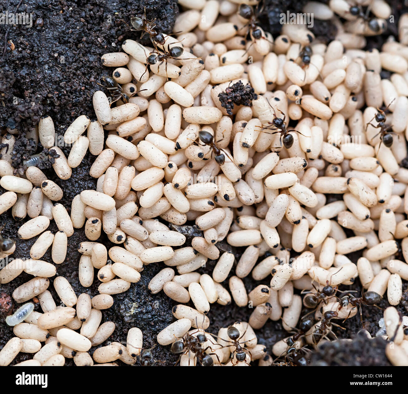Schwarze Ameisen tendenziell Eiern im Nest, Lasius Niger, im Garten, Wales, UK Stockfoto