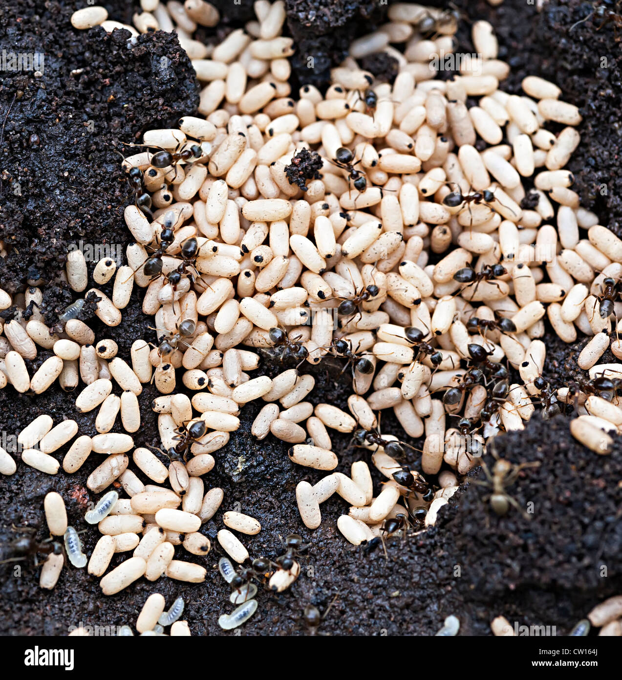 Schwarze Ameisen tendenziell Eiern im Nest, Lasius Niger, im Garten, Wales, UK Stockfoto