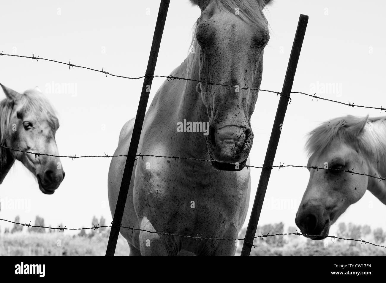 Frankreich, Camargue. 2012. Pferde Stockfoto