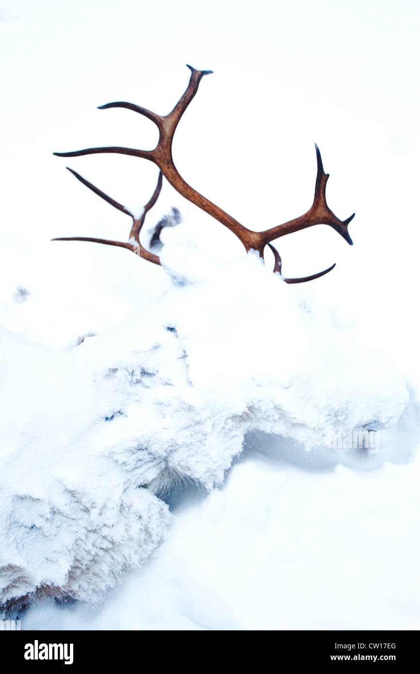 Junge Rentiere starb im Schnee, Kuusamo, Finnland Stockfoto