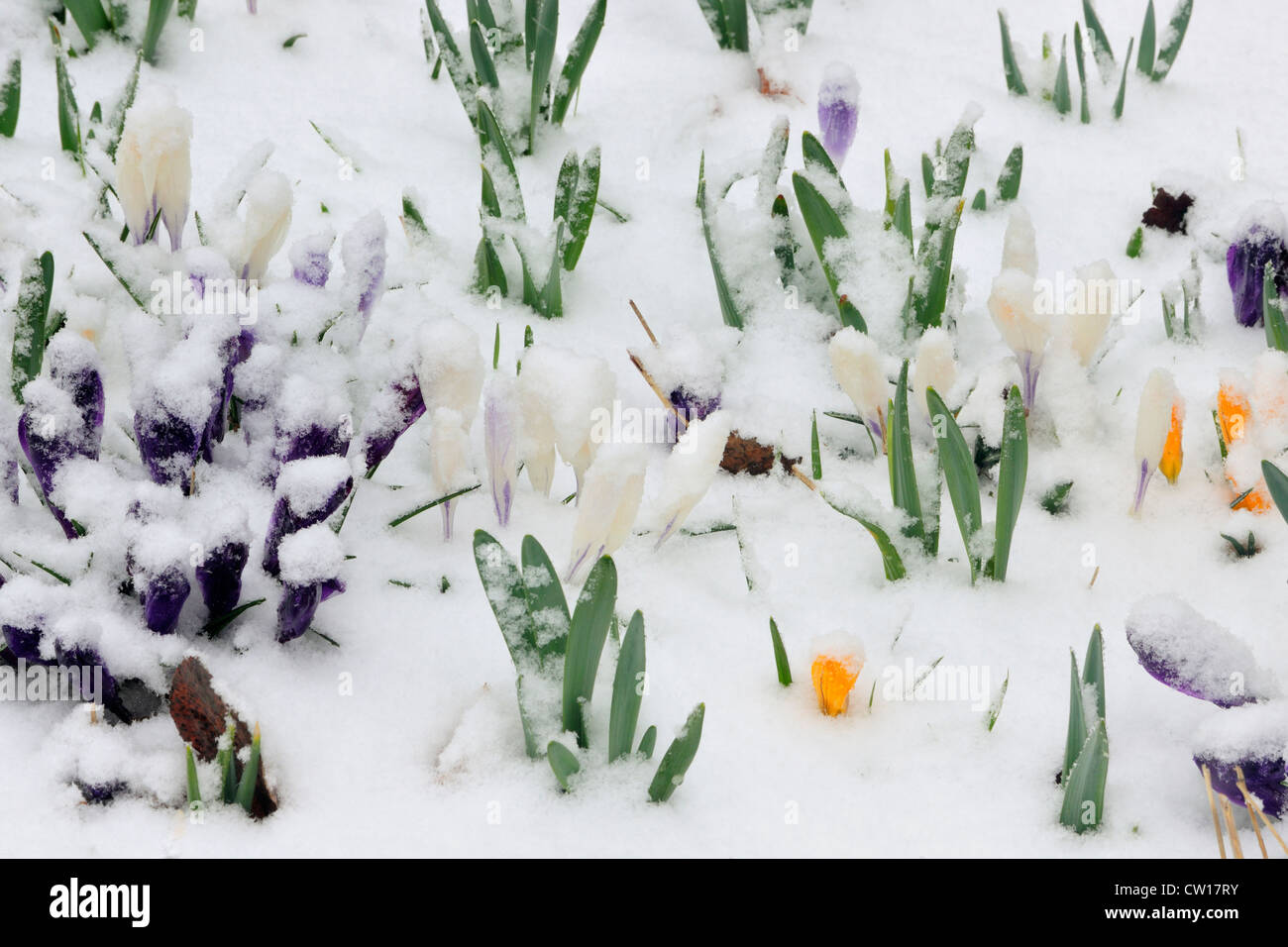 Krokus blüht im späten Frühjahr Schnee, Greater Sudbury, Ontario, Kanada Stockfoto