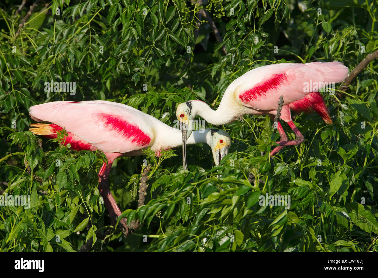 Rosige Löffler - paar am Rookery Platalea Ajaja High island, Texas, USA BI023276 Stockfoto