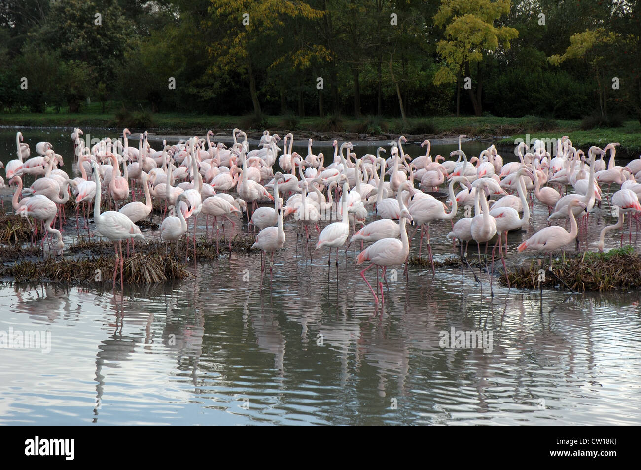 Flamingos an Federwild und Feuchtgebiete Trust, Slimbridge, Gloucestershire, UK Stockfoto