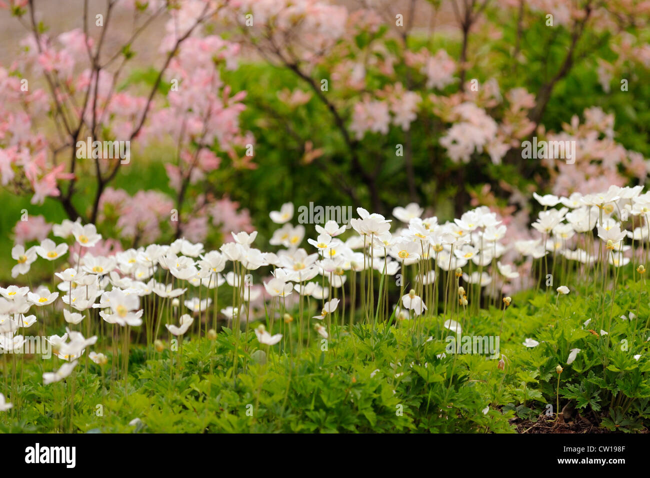 Schneeglöckchen-Anemone (A. Sylvestris) und Azalee, Greater Sudbury, Ontario, Kanada Stockfoto