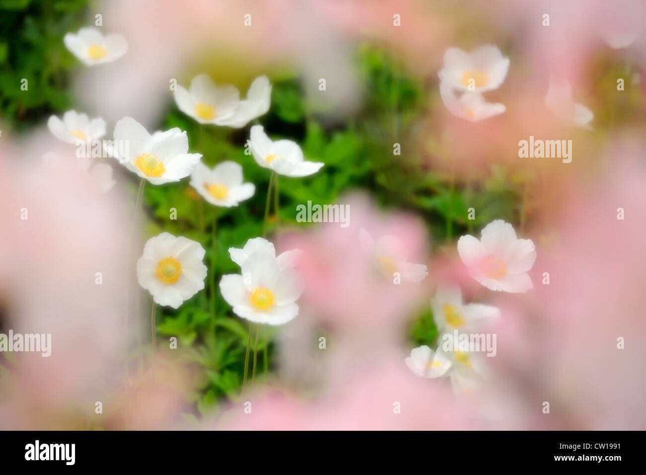 Schneeglöckchen Anemone (A. Sylvestris) durchschaut Azalee blüht, Greater Sudbury, Ontario, Kanada Stockfoto