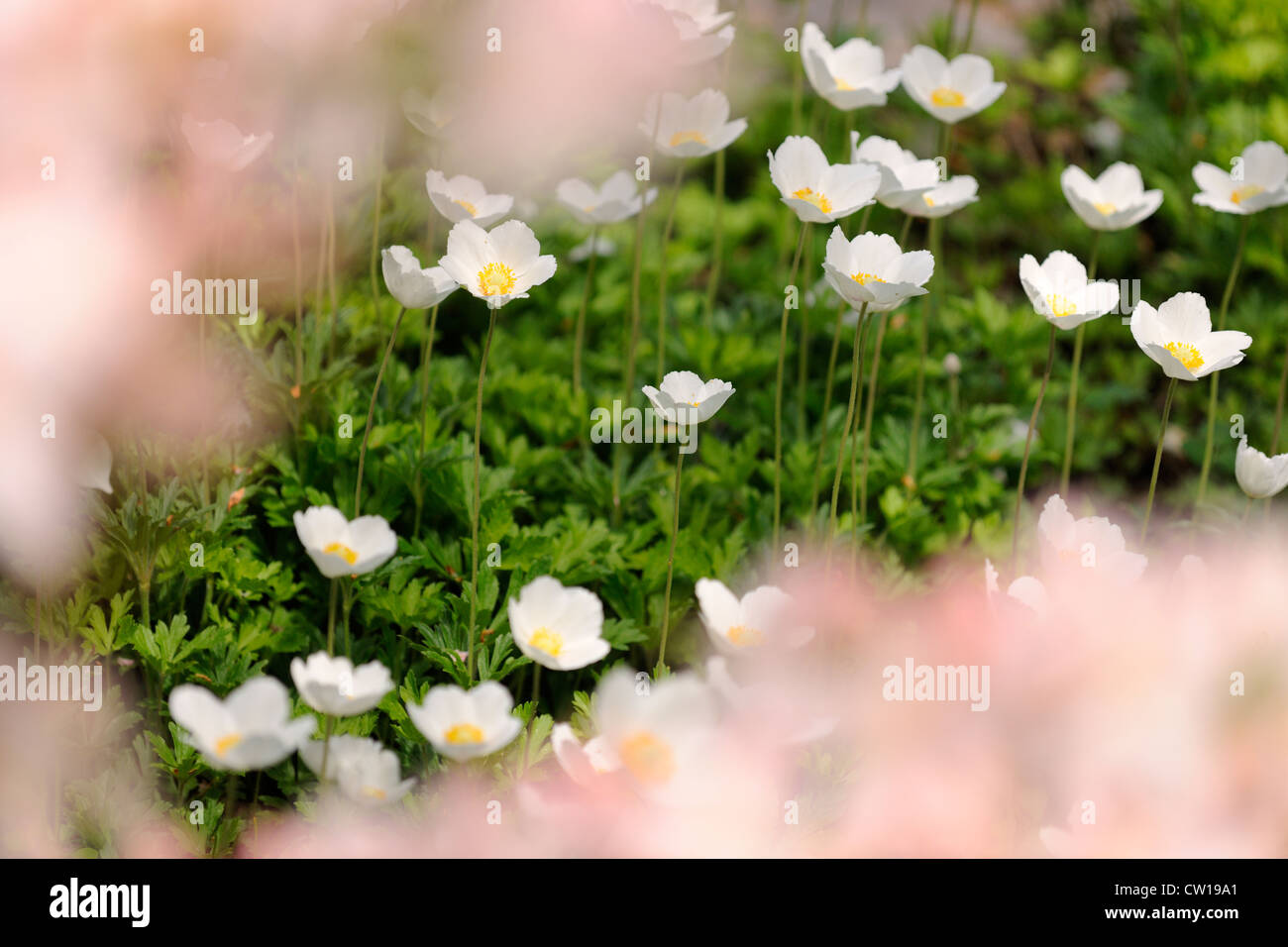 Schneeglöckchen Anemone (A. Sylvestris) durchschaut Azalee blüht, Greater Sudbury, Ontario, Kanada Stockfoto