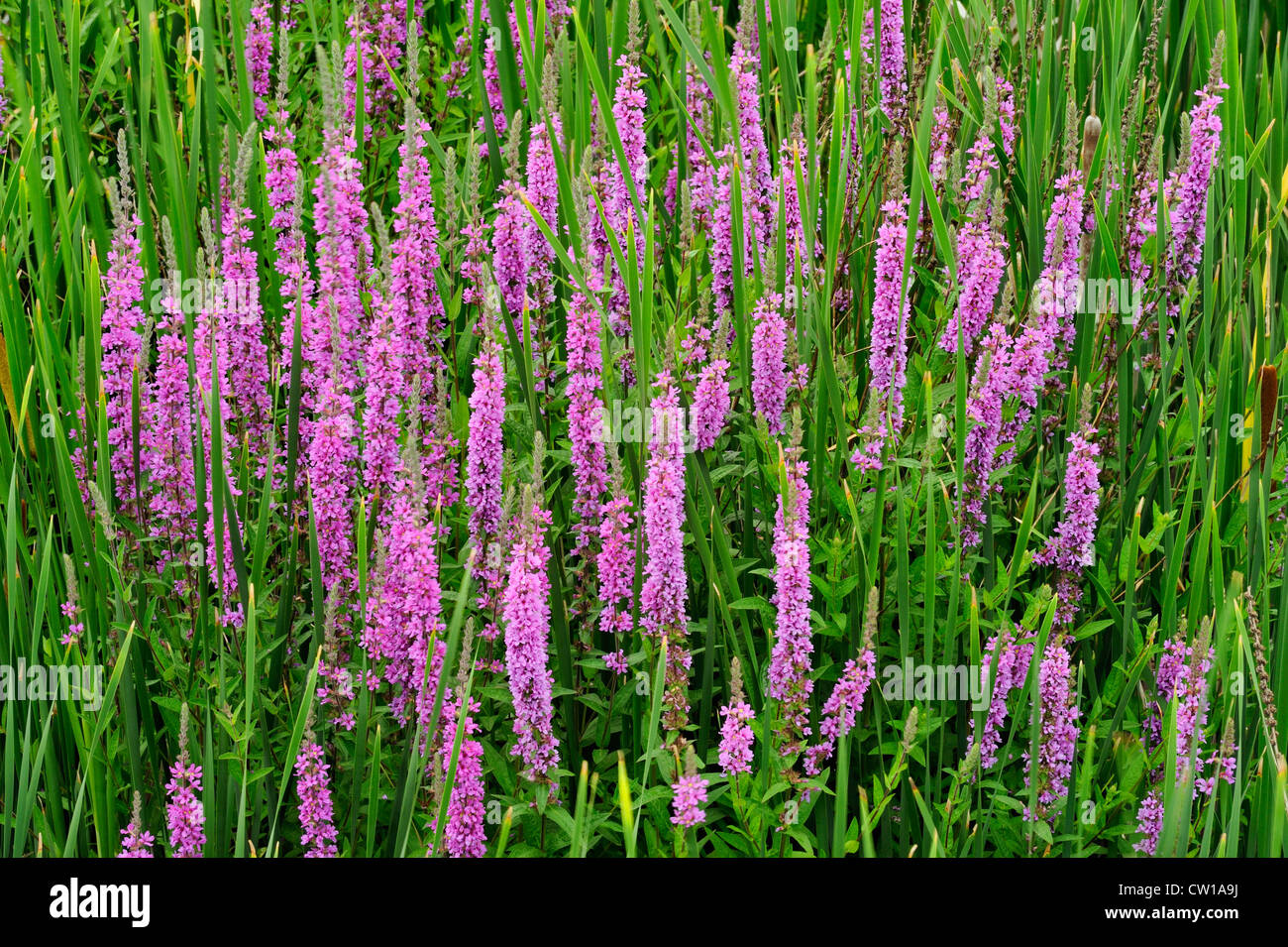 Blutweiderich (Lythrum Salicaria), Greater Sudbury, Ontario, Kanada Stockfoto