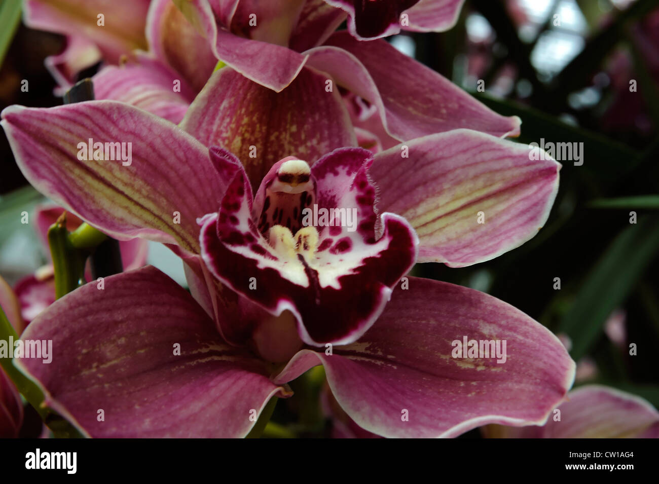 Orchidee in Eric junge Orchid Foundation, Insel Jersey, Kanalinseln Stockfoto