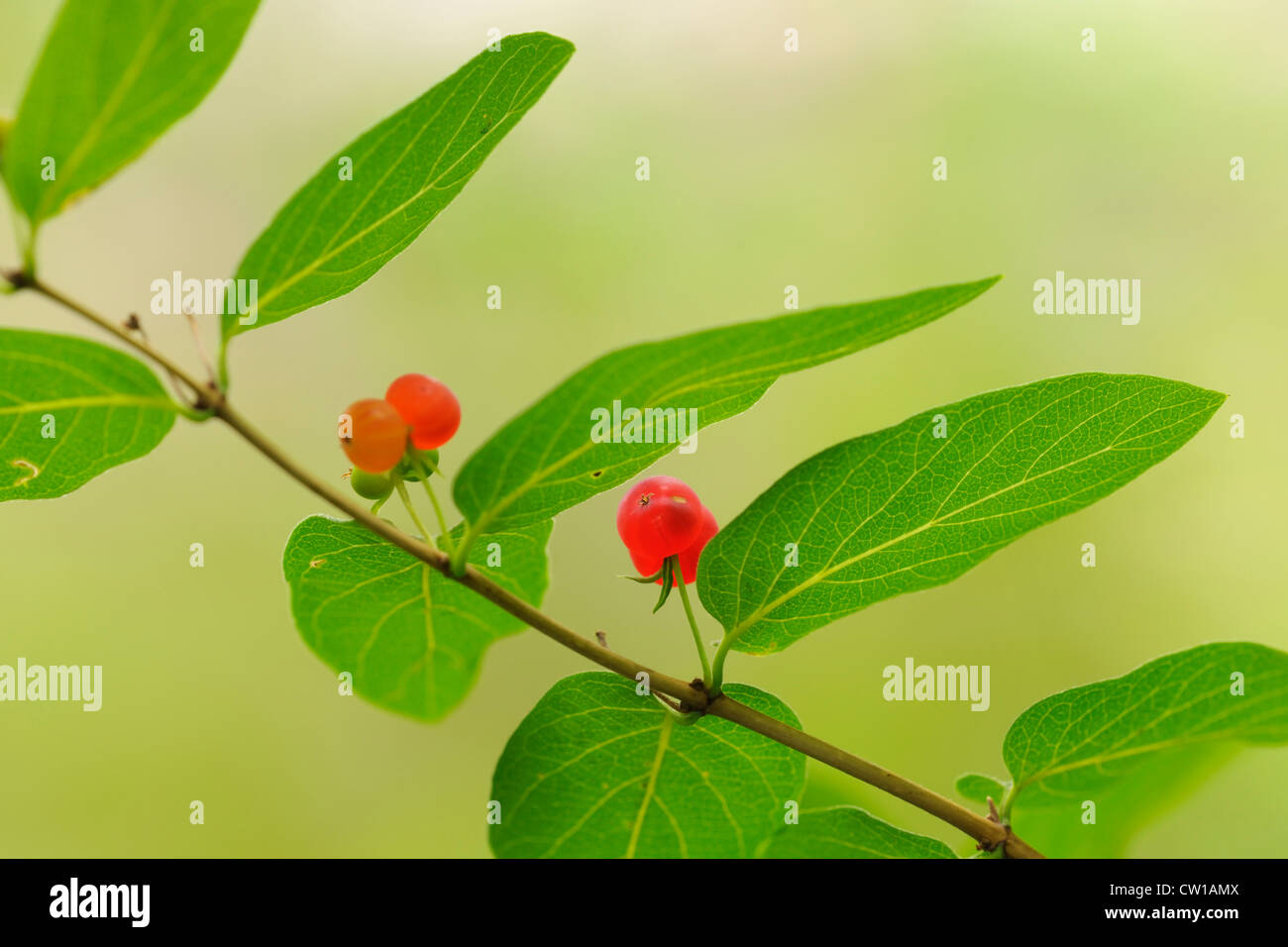 Ornamentale Geißblatt Beeren, Greater Sudbury, Ontario, Kanada Stockfoto