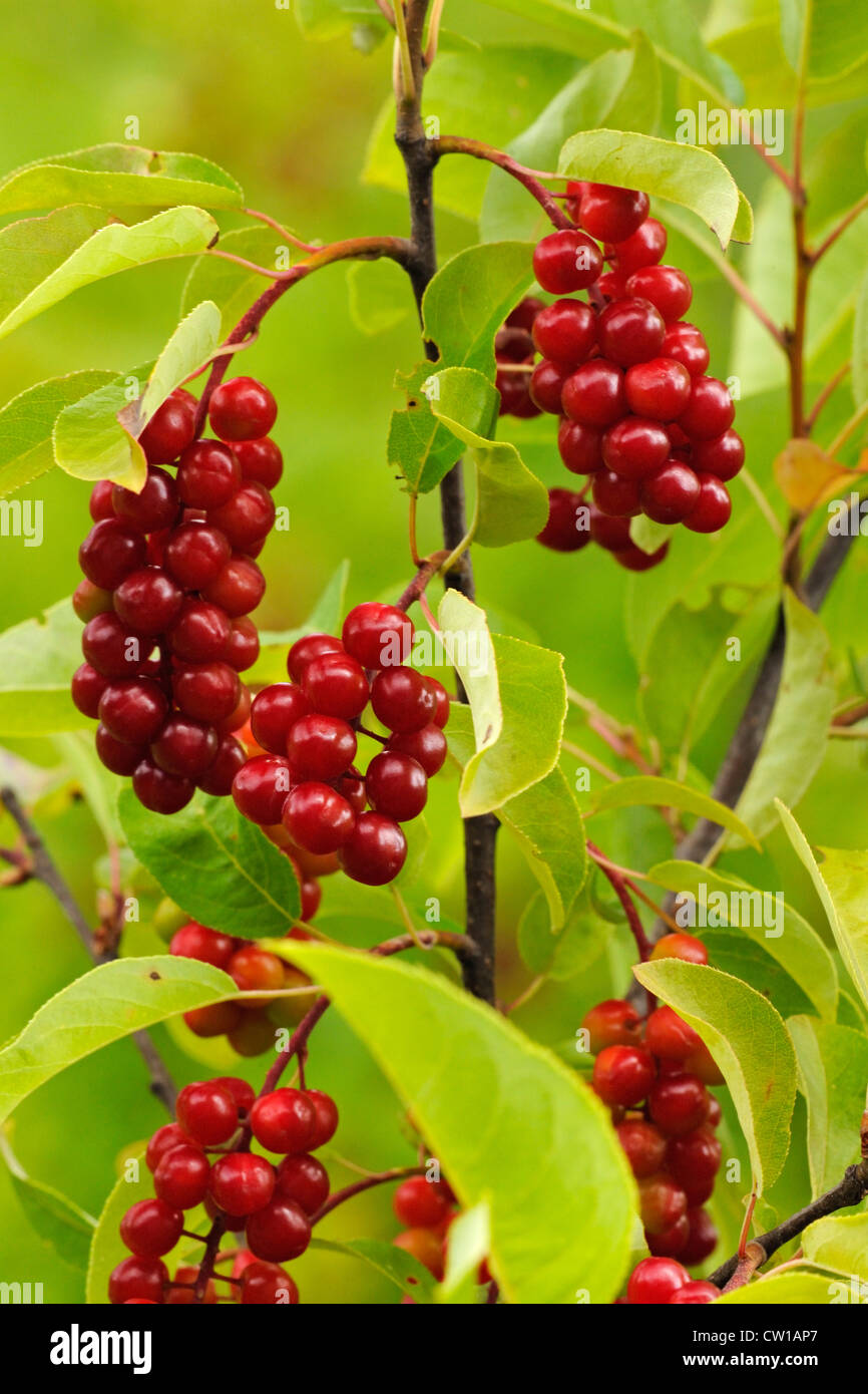 Reitens (Prunus Virginiana) Beeren, Greater Sudbury, Ontario, Kanada Stockfoto