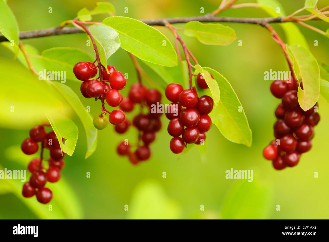 Reitens (Prunus Virginiana) Beeren, Greater Sudbury, Ontario, Kanada Stockfoto