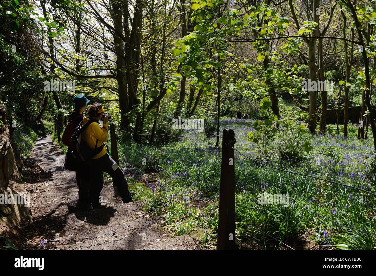 Bluebell (Endymion Nonscriptus) in Bluebell Holz in Fort Feld, Insel Guernsey, Channel Islands Stockfoto
