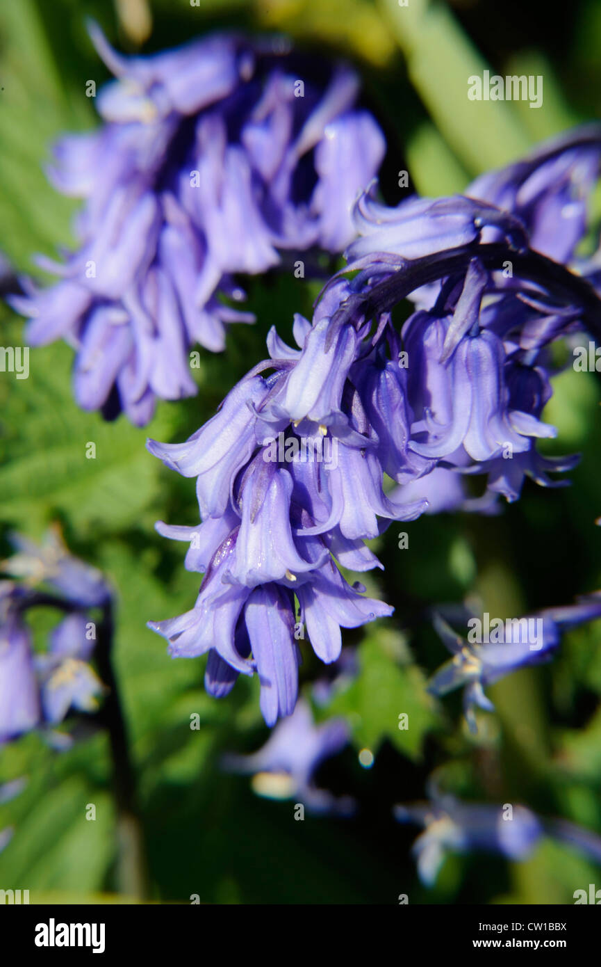 Bluebell (Endymion Nonscriptus) in Bluebell Holz in Fort Feld, Insel Guernsey, Channel Islands Stockfoto