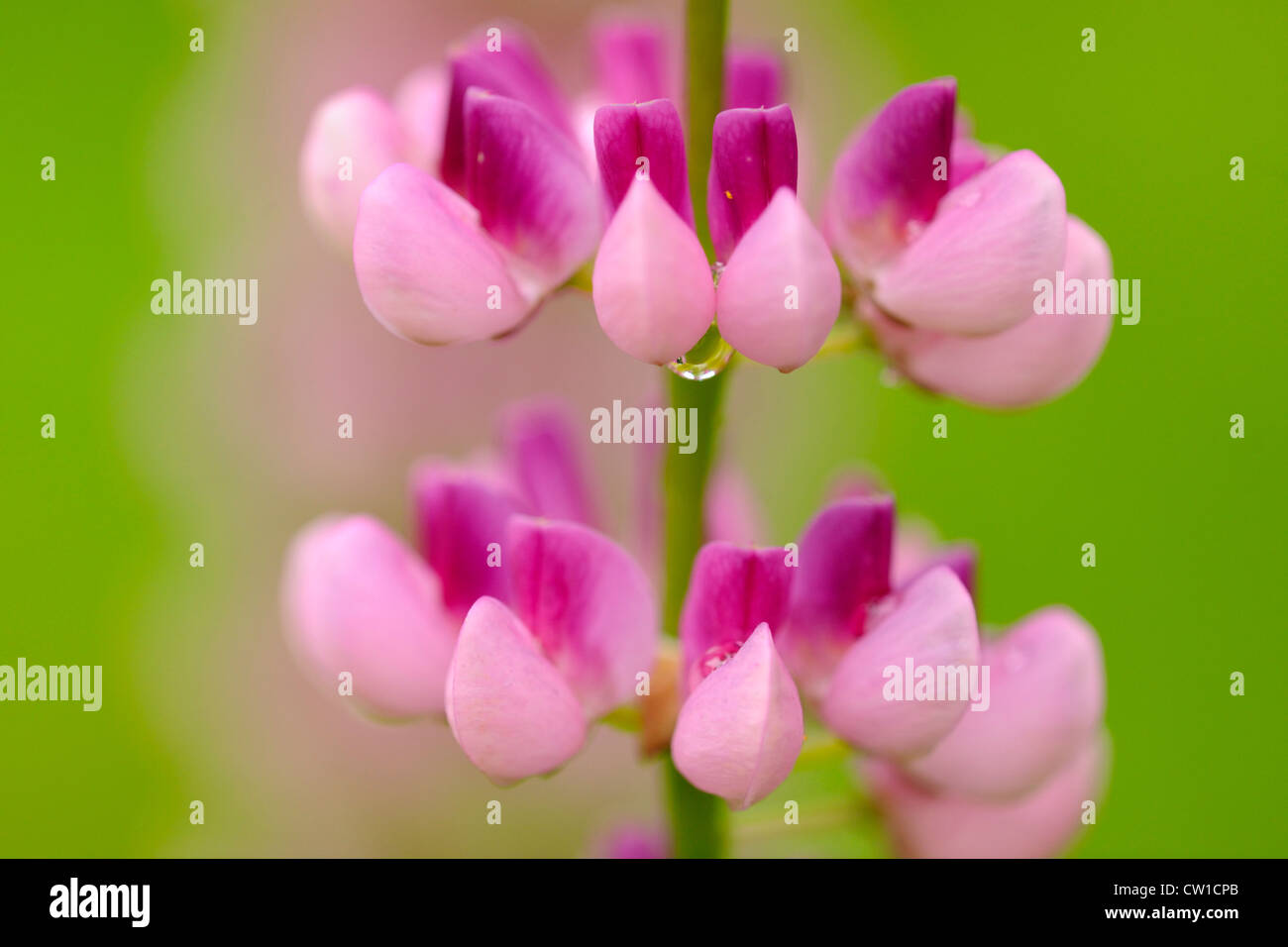Lupinen Blumen und Regentropfen, Greater Sudbury, Ontario, Kanada Stockfoto