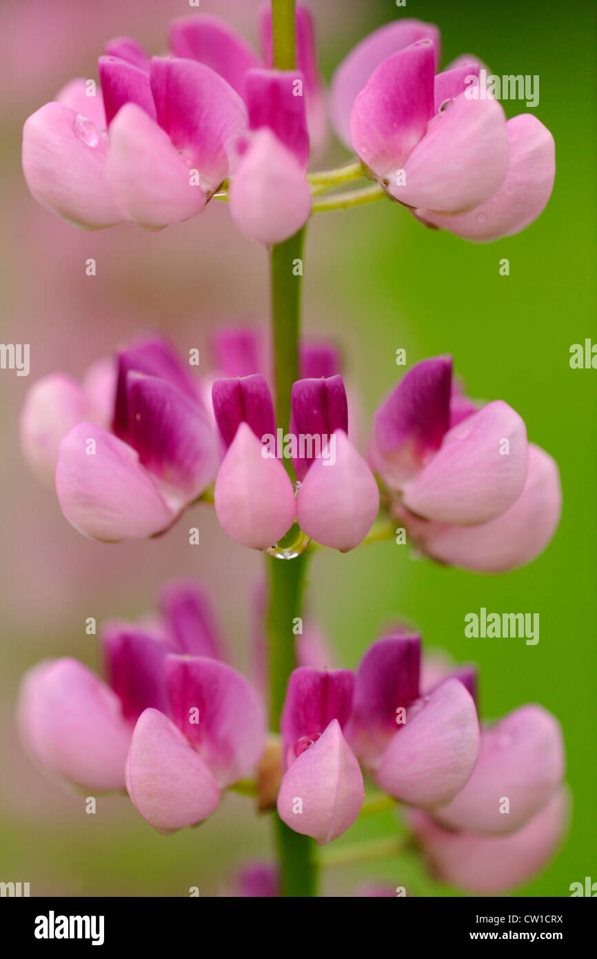 Lupinen Blumen und Regentropfen, Greater Sudbury, Ontario, Kanada Stockfoto