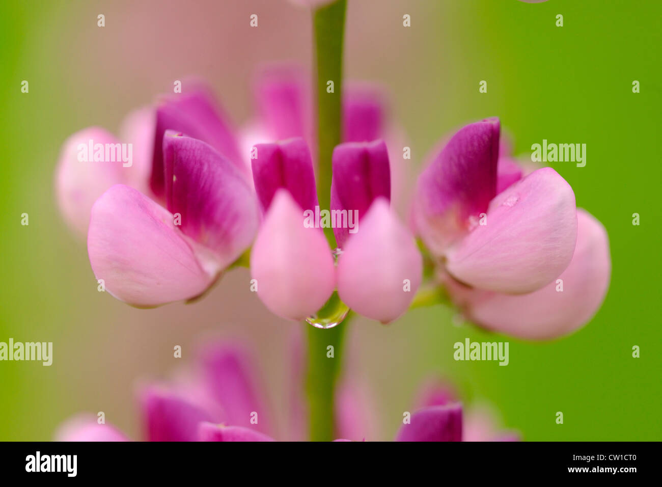 Lupinen Blumen und Regentropfen, Greater Sudbury, Ontario, Kanada Stockfoto