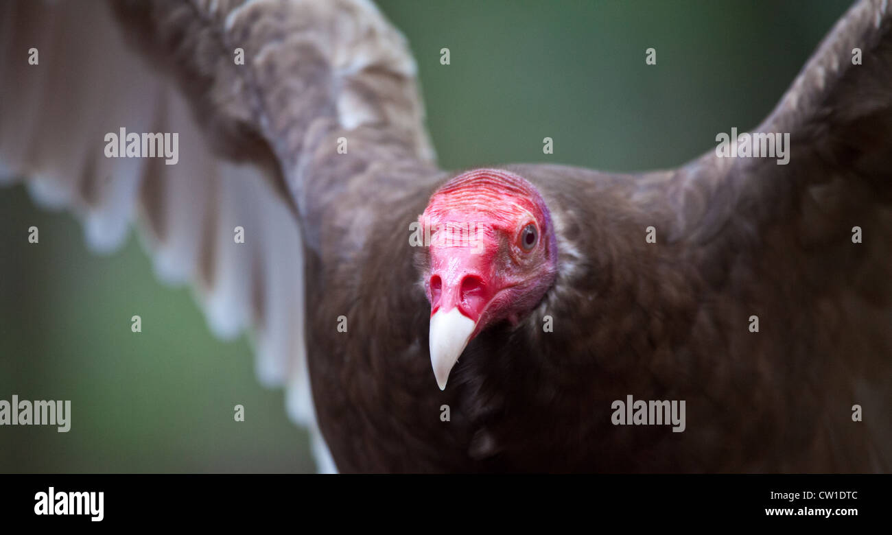 Ein Türkei-Geier sucht seine nächste Mahlzeit. Mit einem genialen roten Kopf starrt er auf die Kamera. Stockfoto