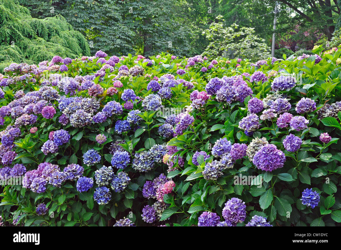 Blüte lila Hortensien Busch Stockfotografie Alamy
