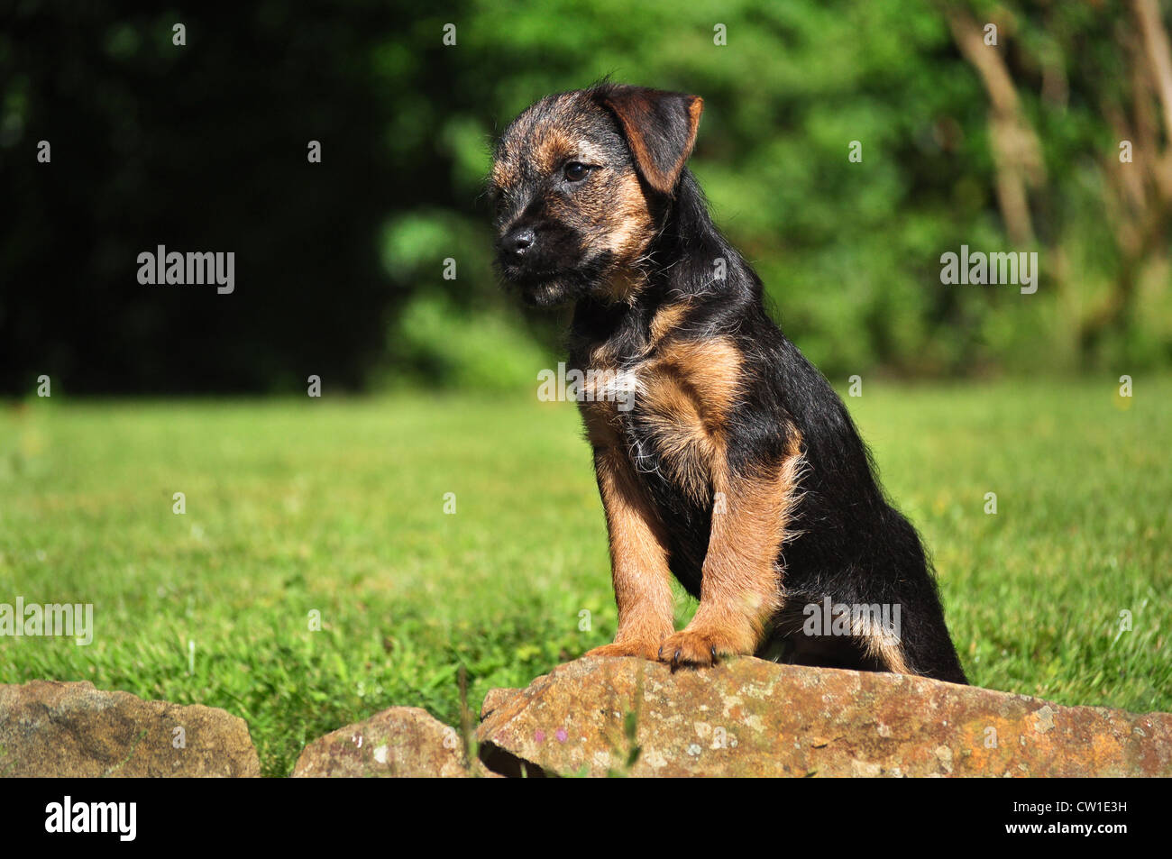 Border Terrier Welpen posiert auf dem Felsen Stockfoto