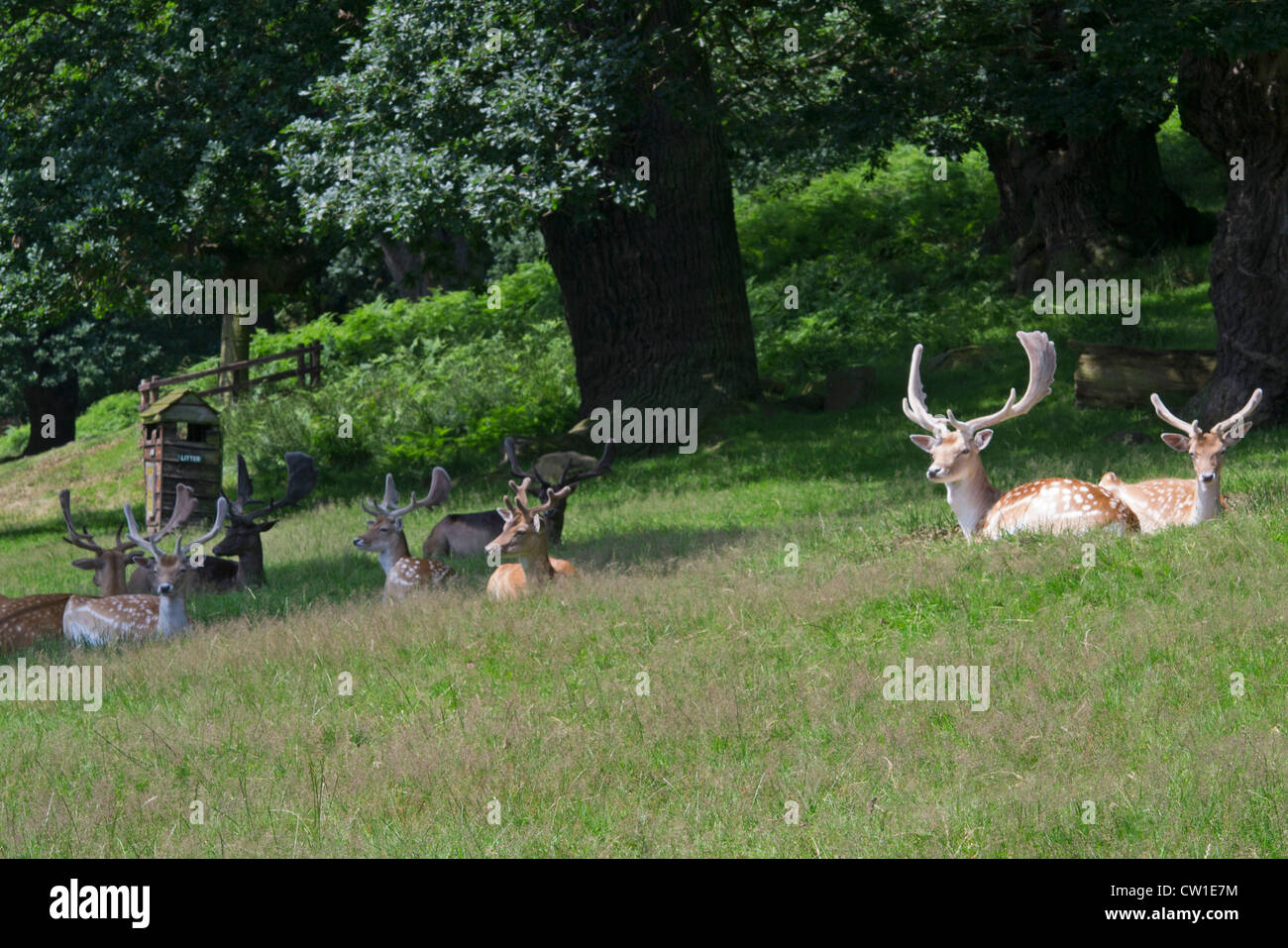 Männliche Damhirsche in Bradgate Park, Leicestershire, England, UK Stockfoto