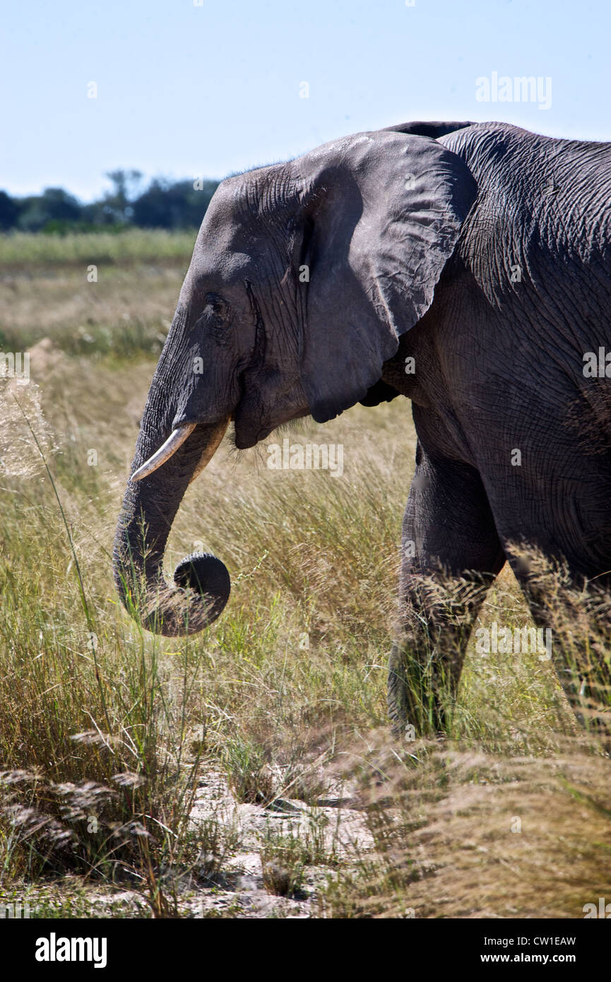 Elefant auf Safari. Duba, Afrika. Stockfoto