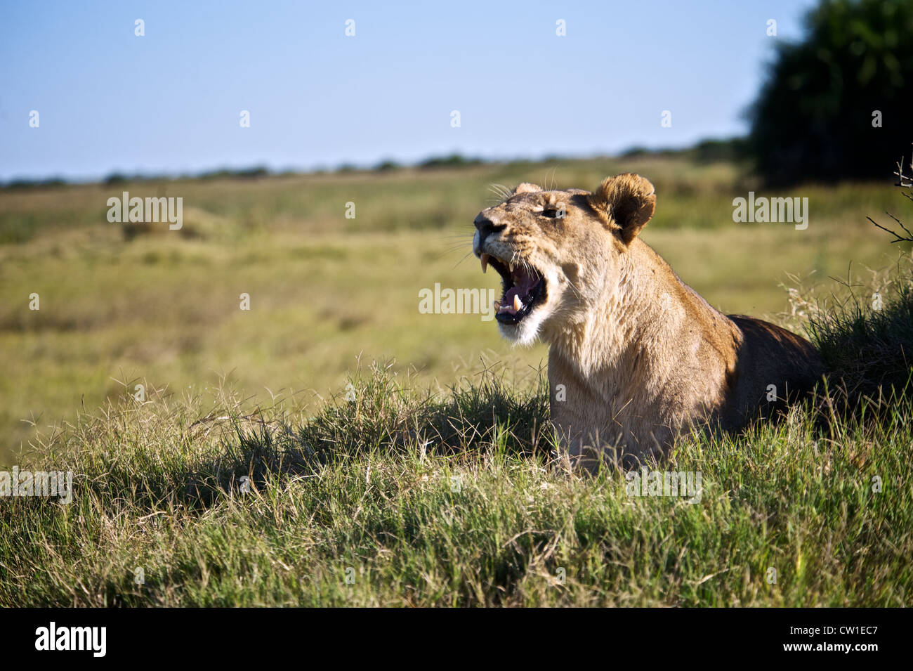 Weibliche Löwen. Duba, Afrika. Stockfoto