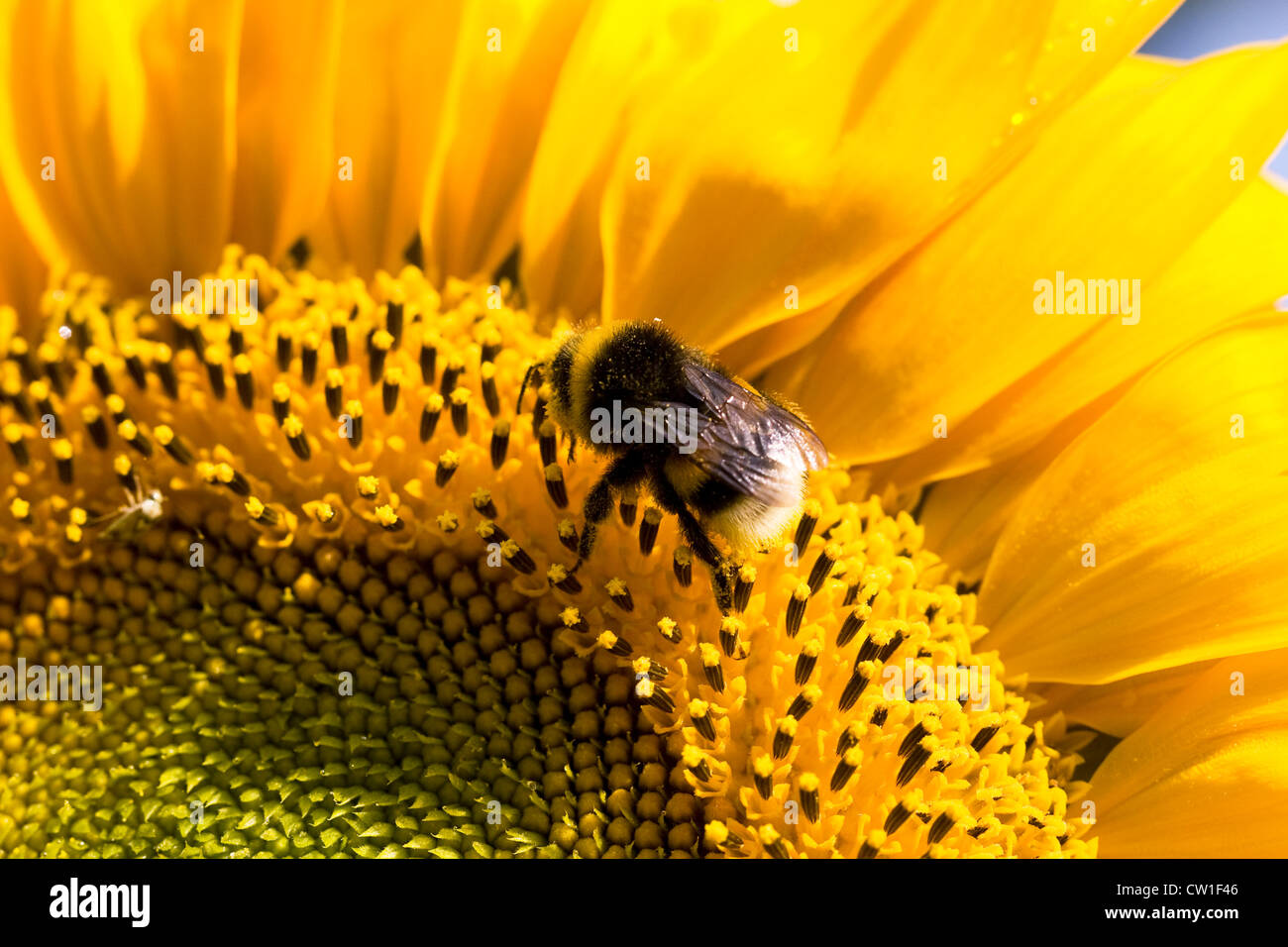 Helianthus Annuus. Bombus Terrestris auf einer Sonnenblume Kopf. Stockfoto