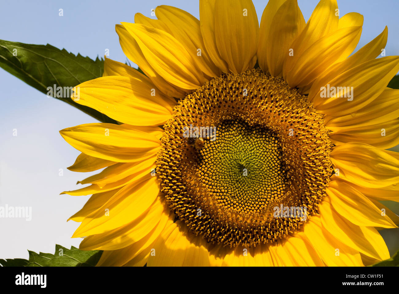 Helianthus Annuus. Bombus Terrestris auf einer Sonnenblume Kopf. Stockfoto