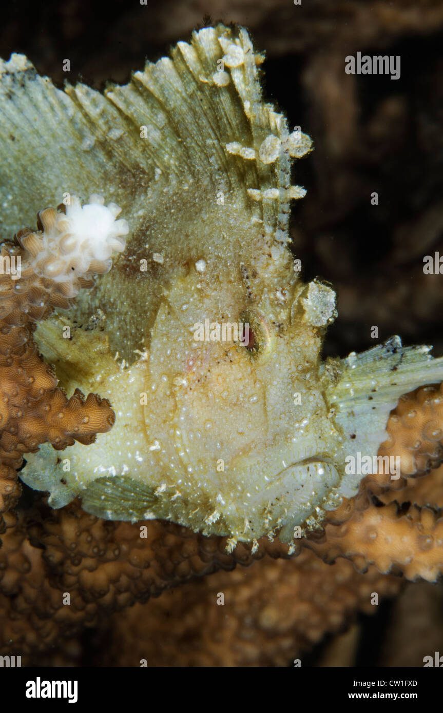 Leaf Drachenköpfe. Indonesien Stockfoto