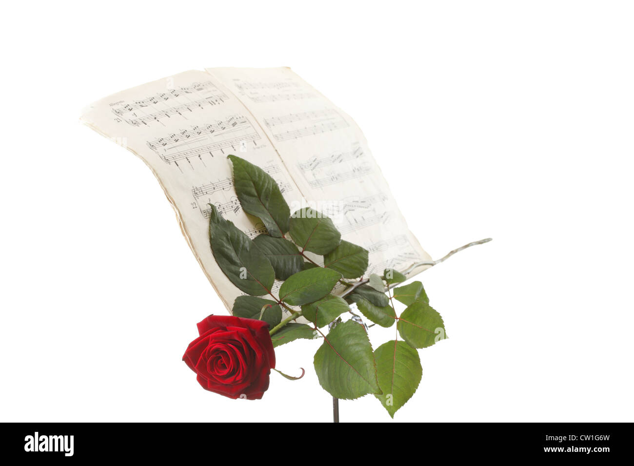 rote Rosen und alten Hinweis Notizen lieben weißen Hintergrundmusik Stockfoto