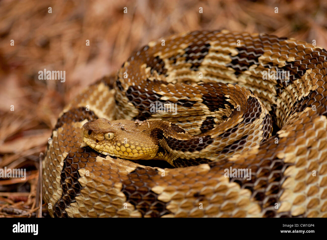 Holz-Klapperschlange - Crotalus horridus Stockfoto