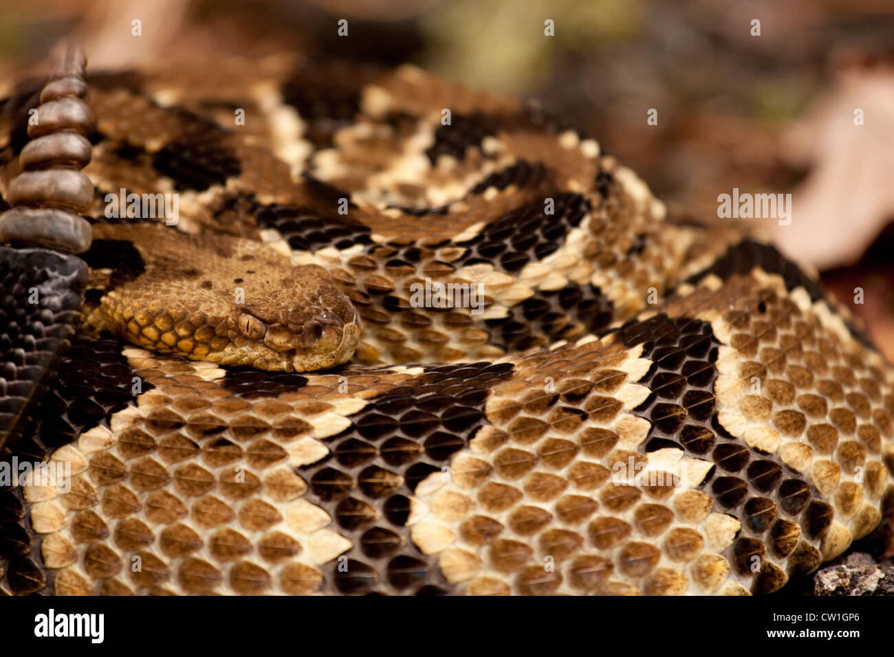 Holz-Klapperschlange schließen sich - Crotalus horridus Stockfoto