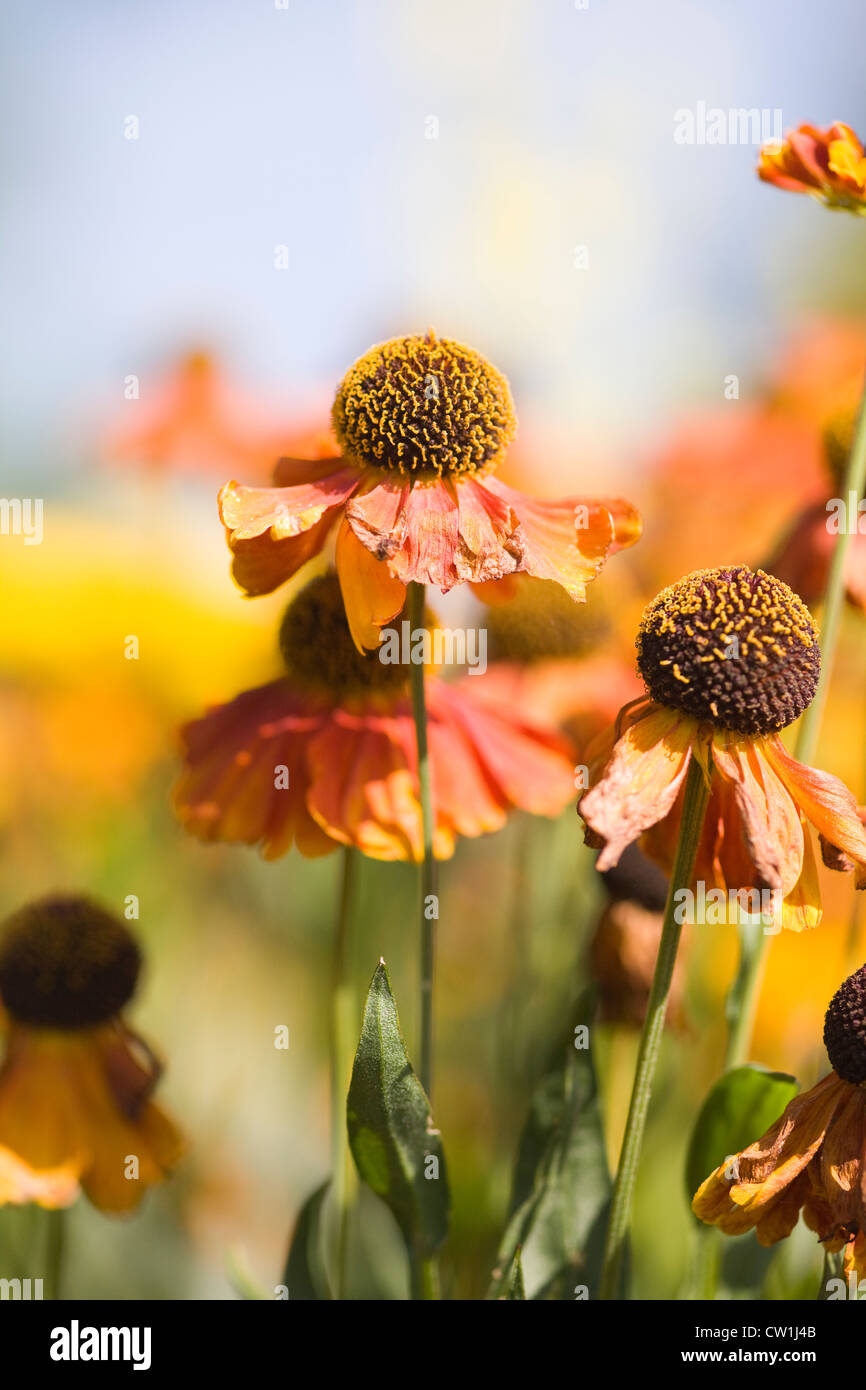 Helenium 'Waltraut'. Sneezeweed Blumen Stockfoto