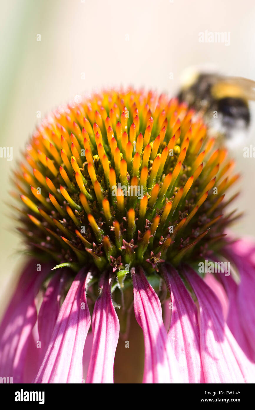 Echinacea Purpurea Blütenstand in eine krautige Grenze Sonnenhut Stockfoto