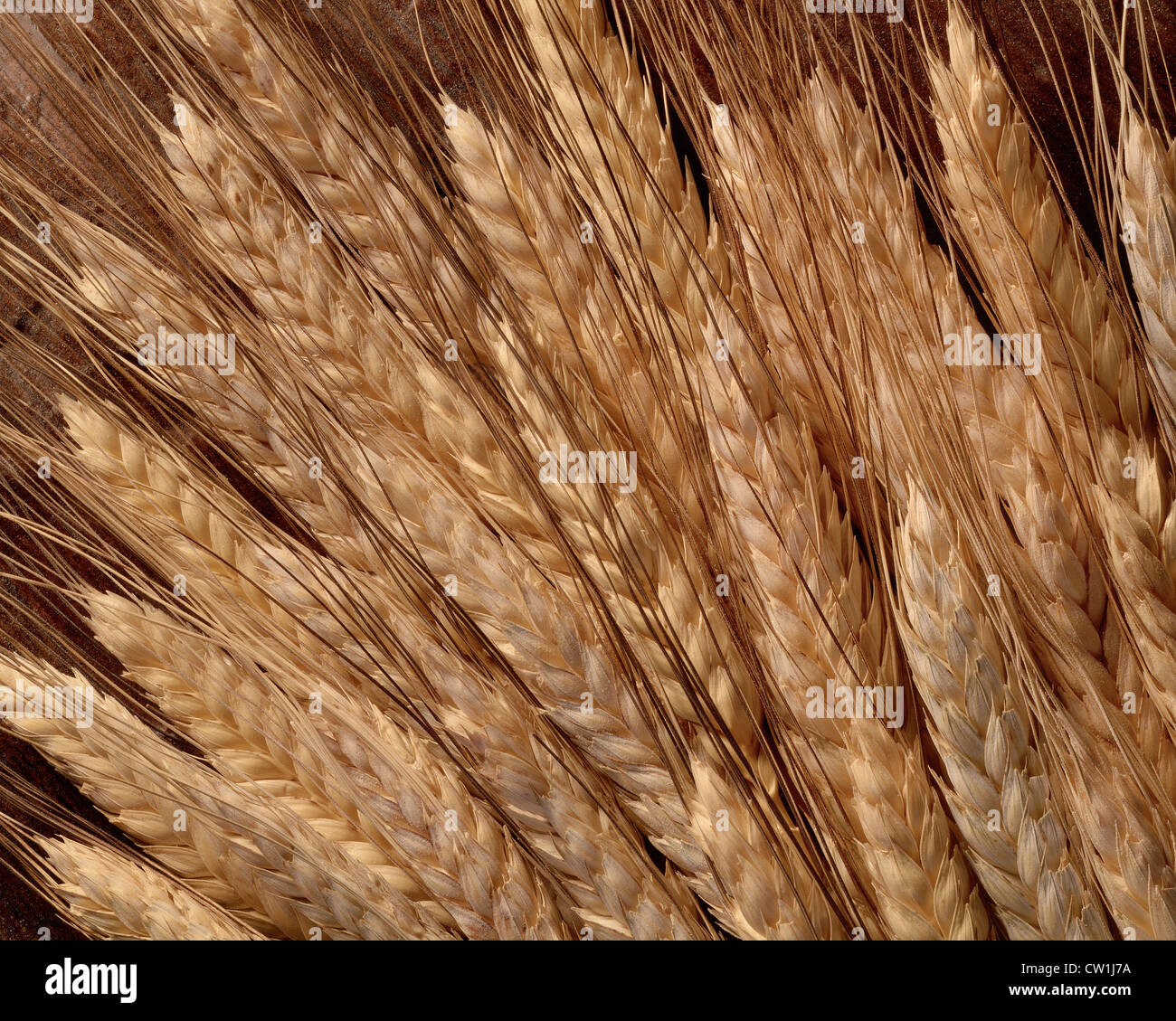 Gerste. Stockfoto
