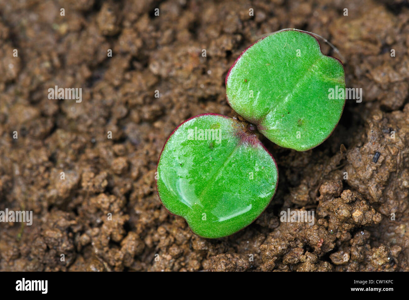 Indische oder Himalaya Balsam Sämling im Frühjahr. Stockfoto