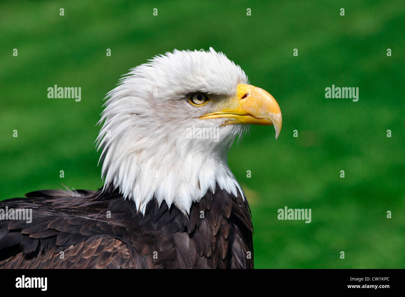 Kopf Geschossen Von Einer Bedrohlichen Aber Captive Kahler Adler Am Schloss Warwick England Uk Stockfotografie Alamy