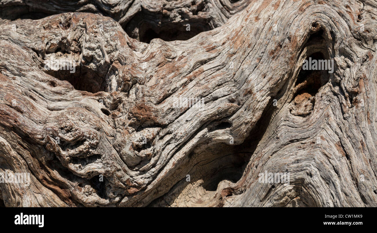 holy tree, Shrine of Baha al-Din Naqshband, Bukhara, Uzbekistan Stockfoto