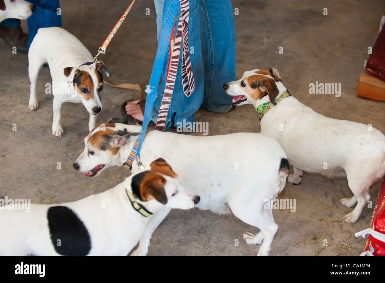 Übergewicht fette Ratte Terrier Hunde an der Leine in einer vorläufigen Haustier Klinik in Leakey, Texas, USA Stockfoto