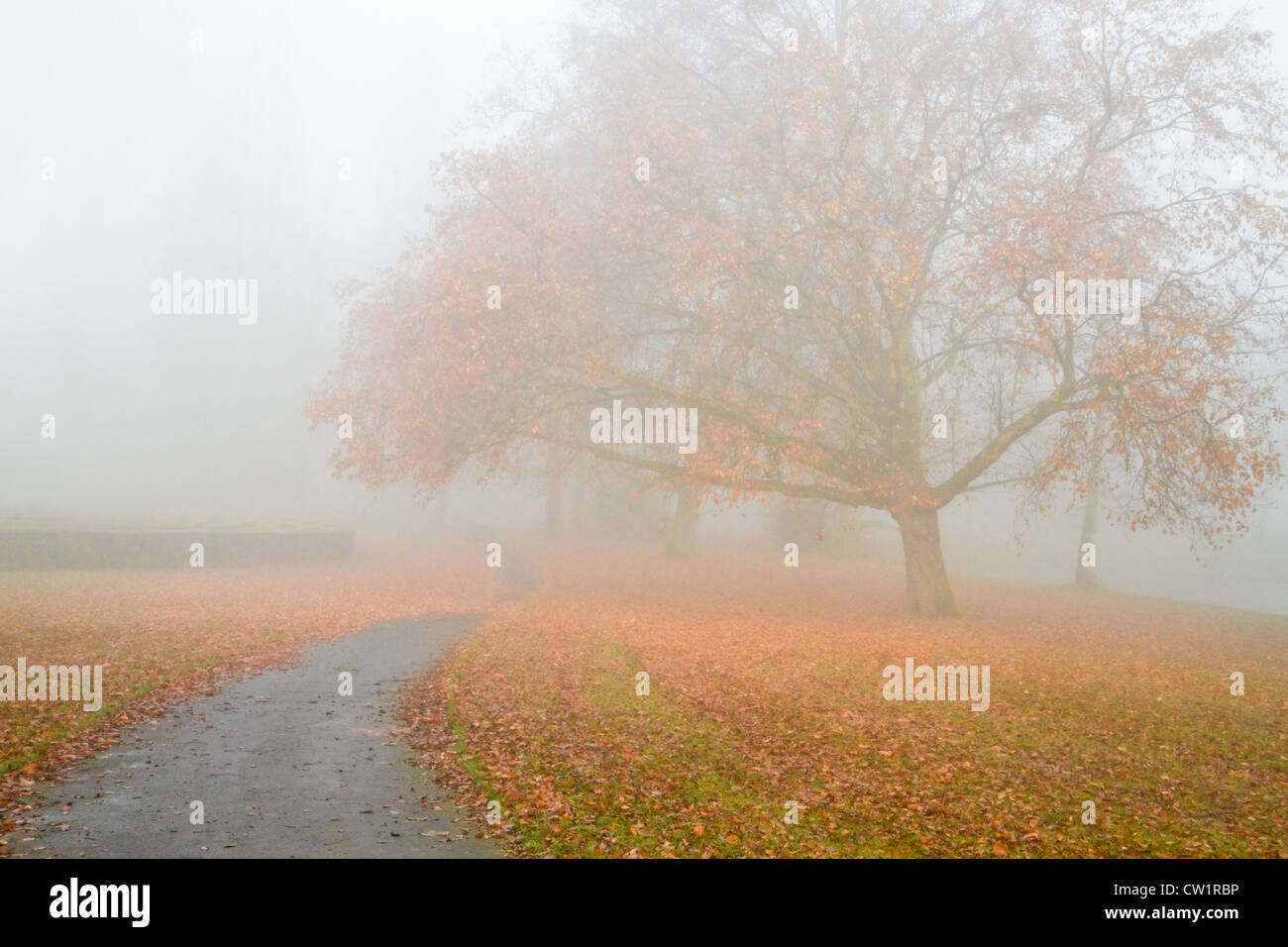 Dichter Nebel im Herbst - große Platane mit abgefallenen Blättern im Nebel an kalten Novembertag Stockfoto