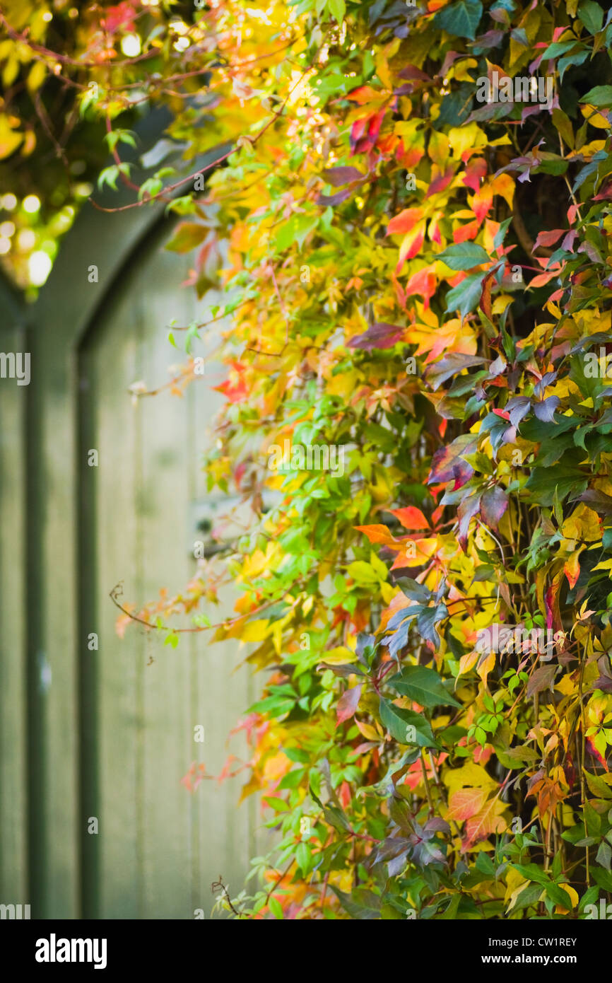 Bemalte Holztür mit bunten Virginian Schlingpflanze im Herbst - vertikal Stockfoto