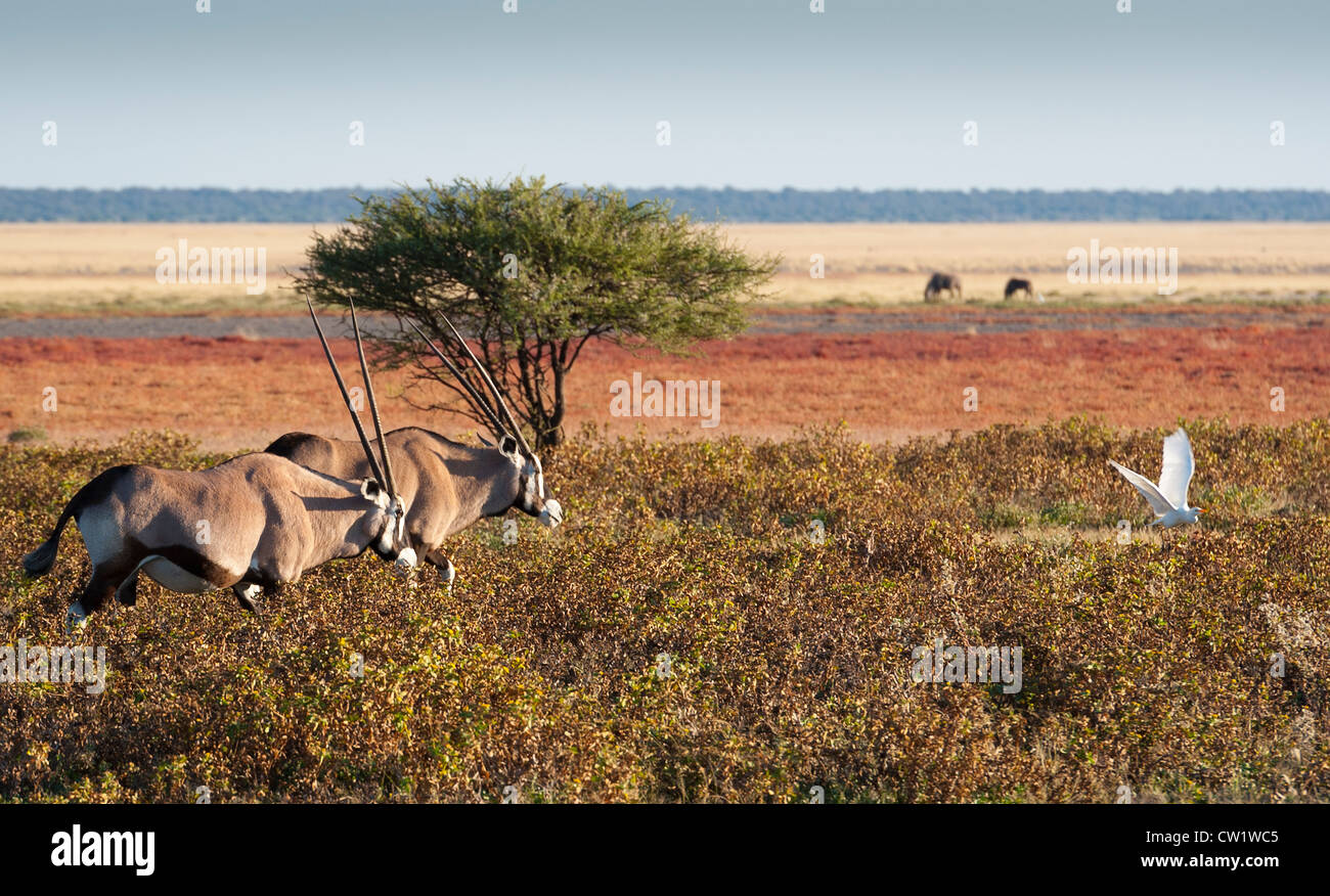 Oryx (Oryx Gazella), oder Gemsbock und Kuhreiher (Bubulcus Ibis) bei Fischers Pan. Etosha Nationalpark, Namibia. Stockfoto