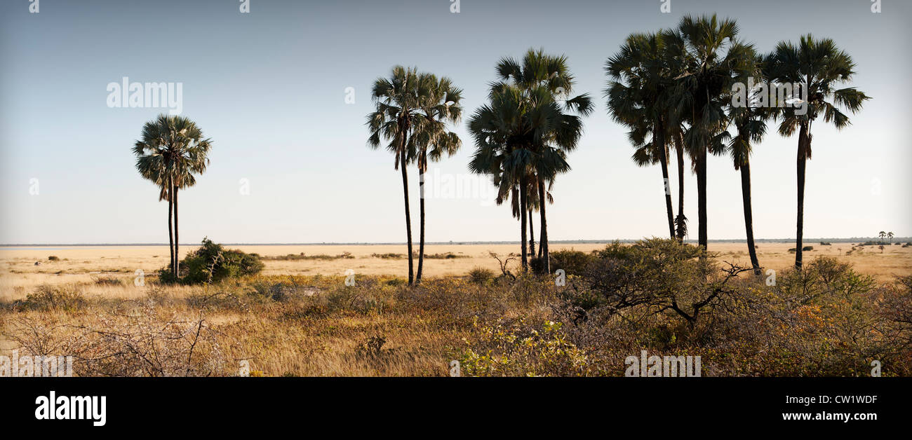 Twee Palms Wasserloch, Fischers Pan, Etosha Nationalpark, Namibia. Stockfoto
