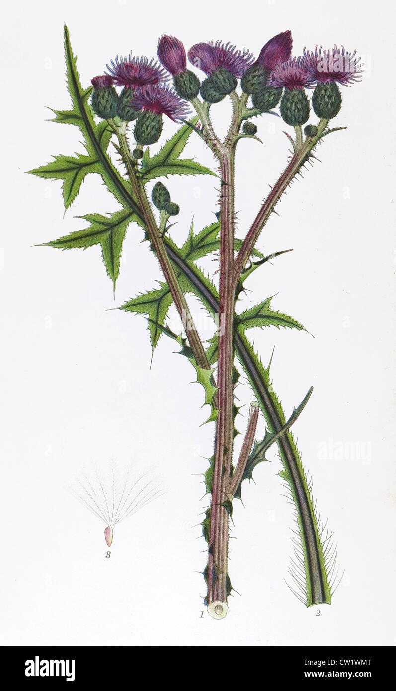 Distel Bilder: Entdecke die Welt des Zeichnens! Distel Bilder: Entdecke die Welt des Zeichnens!
