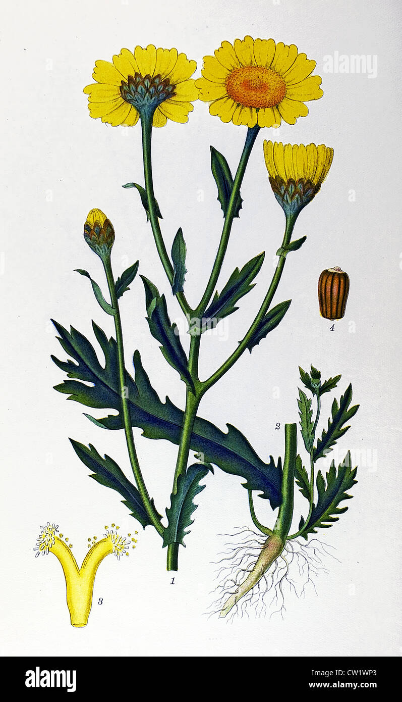 Samen-Chrysantheme Stockfoto